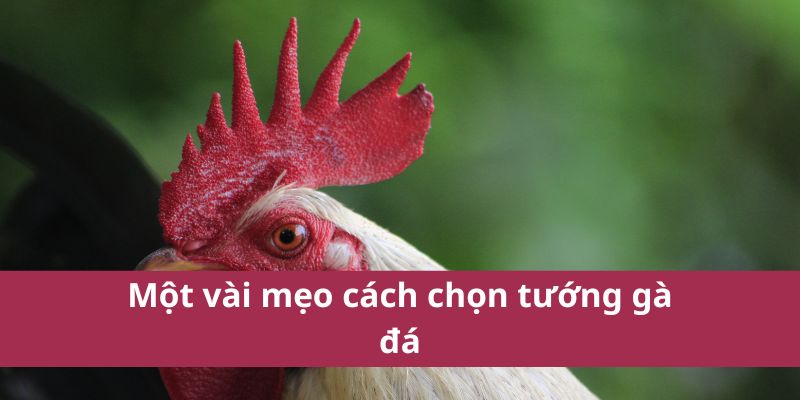 Cách Chọn Tướng Gà Đá Hiệu Quả Để Chiến Thắng Trận Đấu 4 Một vài mẹo cách chọn tướng gà đá