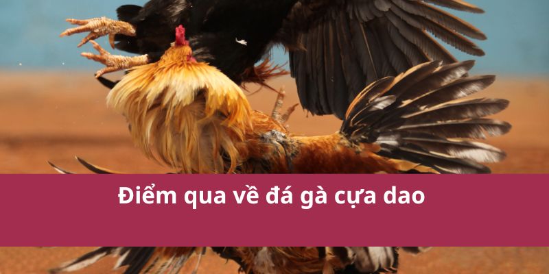 Đá Gà Cựa Dao Trận Chiến Đỉnh Cao Đầy Kịch Tính Và Máu Lửa 2 Điểm qua về đá gà cựa dao