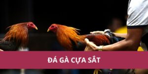 Đá Gà Cựa Sắt Hello88 Kịch Tính Hấp Dẫn Nhất Năm 2025 