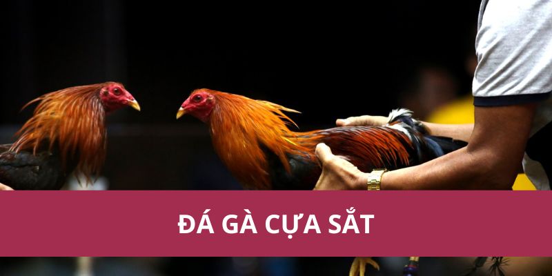 Đá Gà Cựa Sắt Hello88 Kịch Tính Hấp Dẫn Nhất Năm 2025 1 Đá Gà Cựa Sắt Hello88 Kịch Tính Hấp Dẫn Nhất Năm 2025