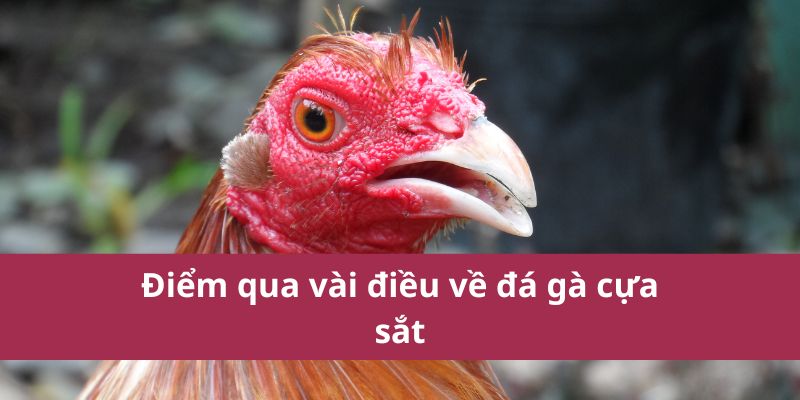 Đá Gà Cựa Sắt Hello88 Kịch Tính Hấp Dẫn Nhất Năm 2025 2 Điểm qua vài điều về đá gà cựa sắt