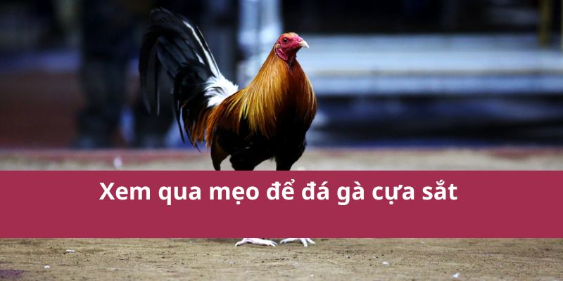 Đá Gà Cựa Sắt Hello88 Kịch Tính Hấp Dẫn Nhất Năm 2025 3 Xem qua mẹo để đá gà cựa sắt