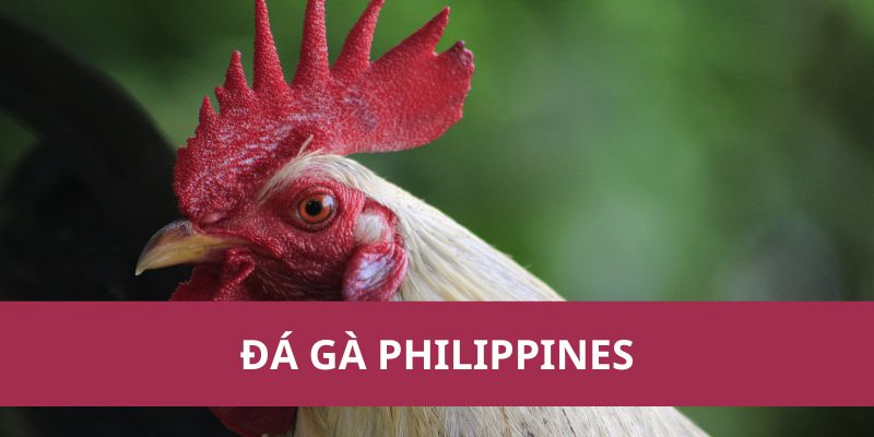 Đá Gà Philippines – Môn Thể Thao Kịch Tính Và Hấp Dẫn 1 Đá Gà Philippines – Môn Thể Thao Kịch Tính Và Hấp Dẫn
