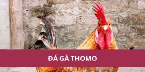 Đá Gà Thomo – Trận Đấu Kịch Tính Và Hấp Dẫn Nhất Hiện Nay