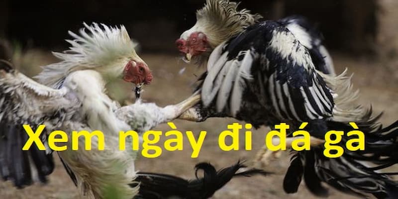 Bí Kíp Xem Ngày Đá Gà - Những Chia Sẻ Từ Hello88 Cho Newbie 2 Chia sẻ cho newbie chi tiết bí kíp xem ngày đá gà