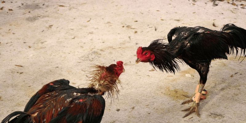 Các Thuật Ngữ Đá Gà Hello88 - Cẩm Nang Chi Tiết Cho Bạn 4 5 Thuật ngữ được áp dụng khi trận đấu diễn ra