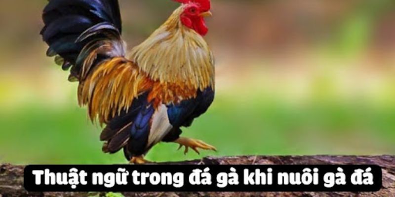 Các Thuật Ngữ Đá Gà Hello88 - Cẩm Nang Chi Tiết Cho Bạn 3 Giới thiệu đến bạn đọc một vài thuật ngữ khi huấn luyện