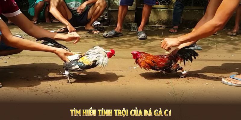 Đá Gà C1 Hello88 - Cơ Hội "Đổi Đời" Với Những Trận Đá Gà 3 Liệt kê các điểm mạnh làm hình thức này trở nên nổi tiếng