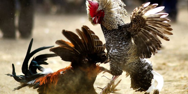 Luật Đá Gà Miền Bắc Hello88 – Hiểu Rõ Để Đặt Cược Chuẩn 3 Tìm hiểu những cửa xuống tiền theo luật đá gà miền Bắc