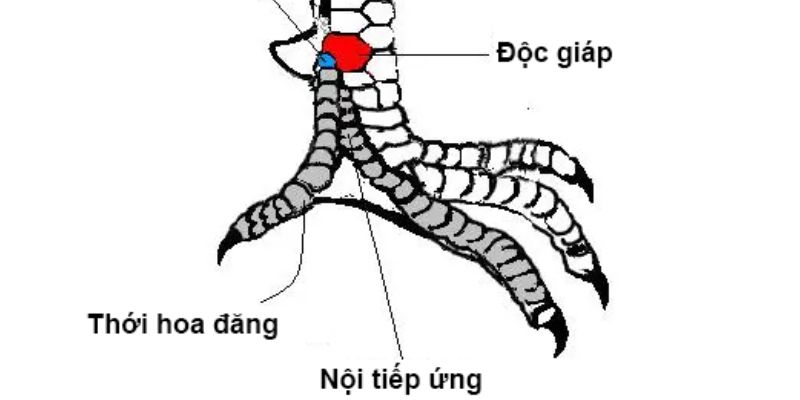 Vảy Gà Quý Là Gì - Tuyệt Chiêu Nhận Diện Thần Kê Từ Hello88 4 Khám phá top 3 loại vảy quý được ưa thích nhất tại sân chơi