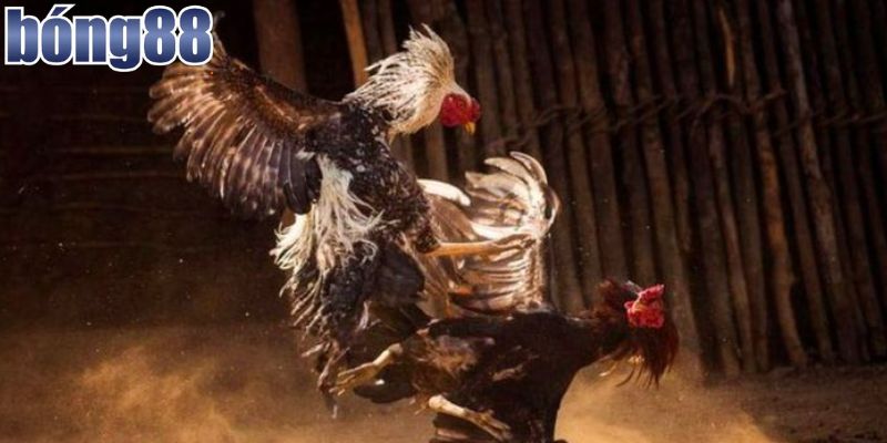 Xem Ngay Đá Gà Campuchia Trực Tiếp Bong88 Hấp Dẫn Hôm Nay 2 Khái quát thông tin đá gà Campuchia trực tiếp